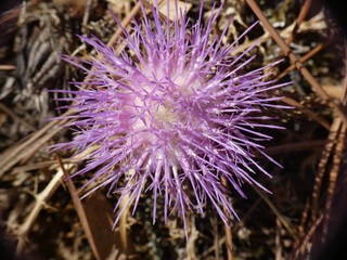 Fiore del cardo