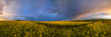 Fototapeta Tęcza - Spring rapeseed fields after rain evening view, cloudy pre sunset sky with colorful rainbow, and rural hills. Natural seasonal, weather, climate, eco, farming, countryside beauty concept.