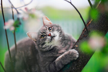 Sticker - cute striped a cat sits high on the branches of a flowering Apple tree in a Sunny may garden and looks up