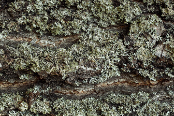 Gray moss on an old tree.Natural background.