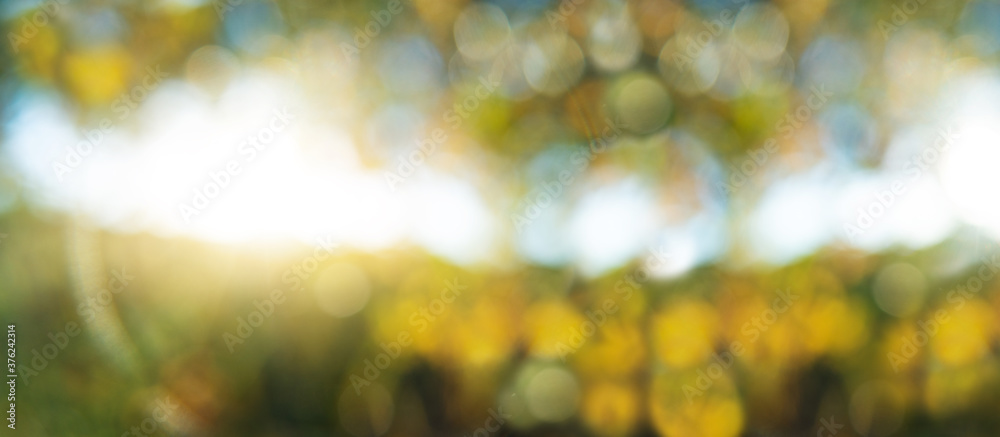 Sun shining through the trees. Abstract autumn background. - obrazy, fototapety, plakaty 