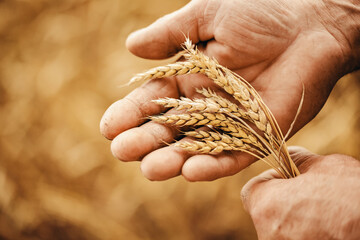 Close-up macro golden barley ears in hands of farmer in field