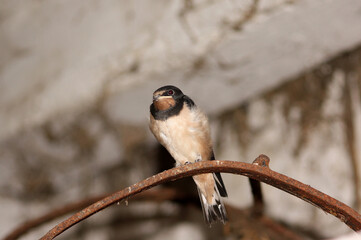 Wall Mural - une hirondelle