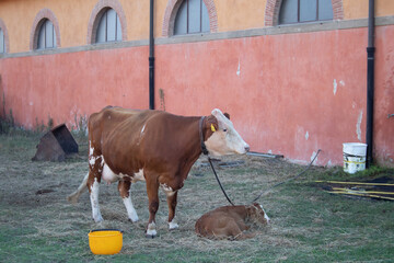 cows in a farm