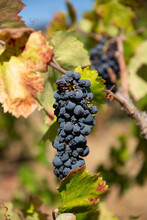 Grapes On A Vine