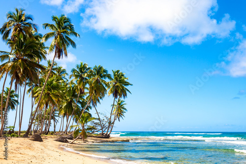 Cuadros en Lienzo Palm trees on the wild tropical beach in Dominican Republic