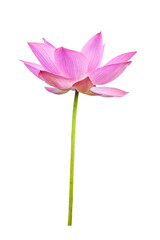 Wall Mural - Lotus flower isolated on white background. File contains with clipping path so easy to work.