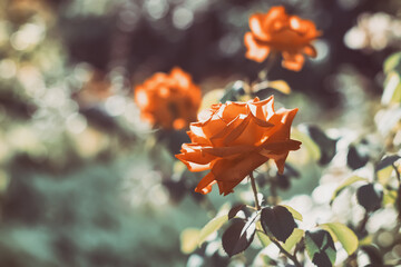 Wall Mural - vintage roses in the sunlight outdoors. retro style. beautiful nature. selective soft focus.