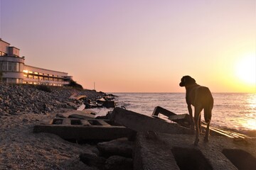 Canvas Print - Dog at dawn on the seashore