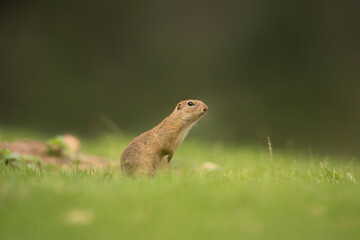 Wall Mural - european ground squirrel moving on the meadow. skillful squirrels. european wildlife nature. squirre