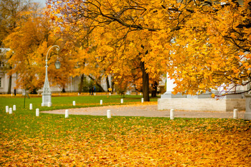 Wall Mural - orange yellow maple foliage in the autumn park . beautiful autumn background. lonely lantern in city