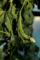 Wall Mural - Bitter melon, momordica charantia. Beautiful nature background, green colors, space for text.