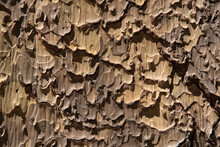 Ponderosa Pine Tree Bark Texture