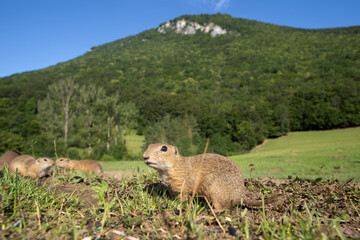 Wall Mural - european ground squirrel moving on the meadow. skillful squirrels. european wildlife nature. squirre