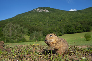 Wall Mural - european ground squirrel moving on the meadow. skillful squirrels. european wildlife nature. squirre