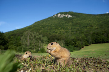 Wall Mural - european ground squirrel moving on the meadow. skillful squirrels. european wildlife nature. squirre