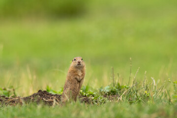 Wall Mural - European ground squirrel moving on the meadow. Skillful squirrels. European wildlife nature. Squirrel near the burrow. Hungry squirrel eating near the burrow.