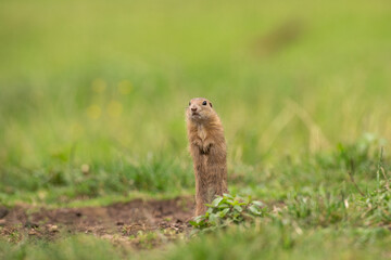 Wall Mural - european ground squirrel moving on the meadow. skillful squirrels. european wildlife nature. squirre