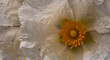 close-up of rockrose gum flower and the environment. Guadarrama. Madrid. Spain