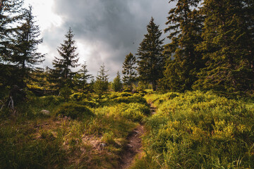 Calm forest meadow during the golden hour with a hiking road in the middle.