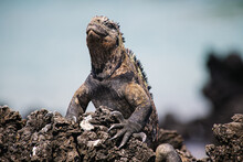 Galapagos Sea Saltwater Iguana Sitting On A Rock And Blue Ocean In The Background, Tintoreras