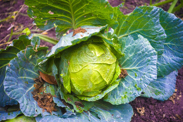 Wall Mural - white cabbage harvest ready on the field. Organic vegetables in the countryside