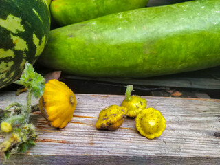 Wall Mural - yellow squash in a farm backyard. Autumn harvest at the countryside.