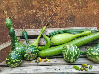 Wall Mural - Pile of green long pumpkins,  in a farm backyard. Autumn harvest at the countryside.