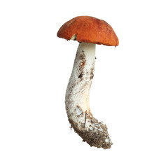 Mushroom orange-cap boletus isolated on white