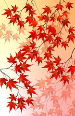 maple leaves, momiji