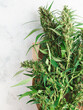 close up cannabis flowers bouquet
