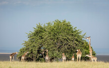 Tower Of Giraffe Surrounding A Big Bushy Tree Eating In Masai Mara In Kenya
