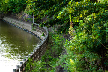 Wall Mural - 散歩道