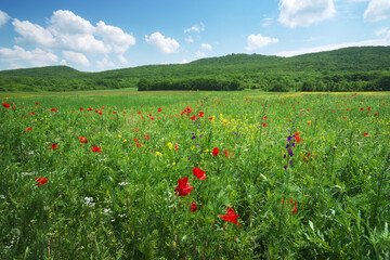 Poster - Spring flowers in green meadow and blue sky.