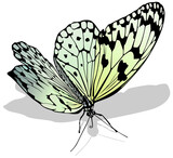 Fototapeta Motyle - Large White Butterfly - Isolated Colored Illustration with Shadow on White Background, Vector