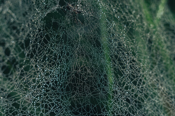 Poster - Cobweb or spider's web against a natural background, Dew drops on a spider .