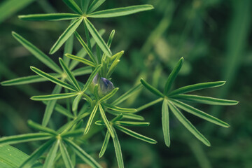 Aufkleber - Beautiful growing summer nature background plant. Natural backcrgound pattern texture of design.