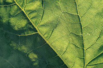 Poster - Close up Detail of a leaf plant in the garden. Beautiful Background pattern for design.
