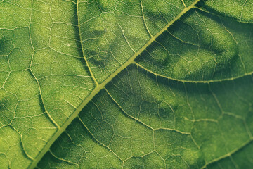 Poster - Close up Detail of a leaf plant in the garden. Beautiful Background pattern for design.