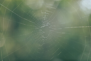 Poster - Cobweb or spider's web against a natural background, Dew drops on a spider .