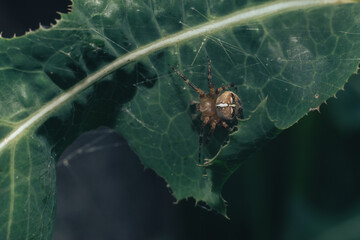 Poster - Cobweb or spider's web against a natural background, Dew on a spider .