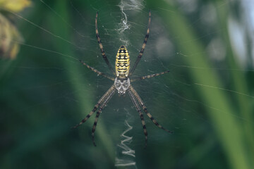Poster - Cobweb or spider's web against a natural background, Dew on a spider .