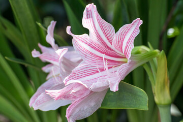 Wall Mural - Pink lilly flower on natural green background,Madonna Lilly flower, Stargazer lilly