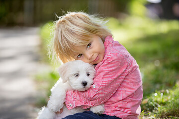 Canvas Print - Child, cute boy, playing with dog pet in the park, maltese dog and kid enjoying friendship