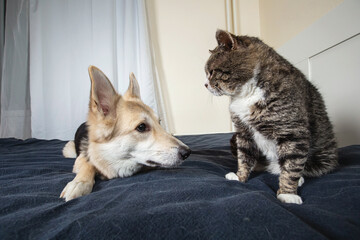 Wall Mural - Dog and old cat resting on bed