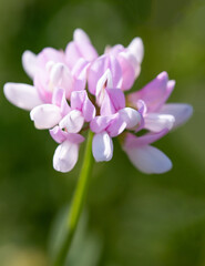 Wall Mural - white-lilac flower on a green background