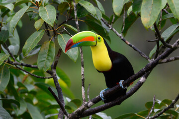 Wall Mural - Ramphastos sulfuratus, Keel-billed toucan The bird is perched on the branch in nice wildlife natural environment of Costa Rica