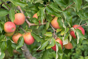 Pommes appétissantes dans un pommier  