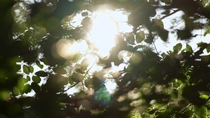 Poster - Green nature background. Rich green leaves of a tree waving in wind. Beautiful roundish bokeh. Sun shining through. Abstract slow motion shot