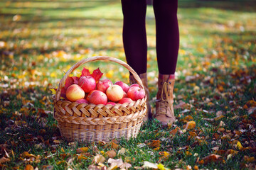 Wall Mural - juicy apples in a basket in the garden